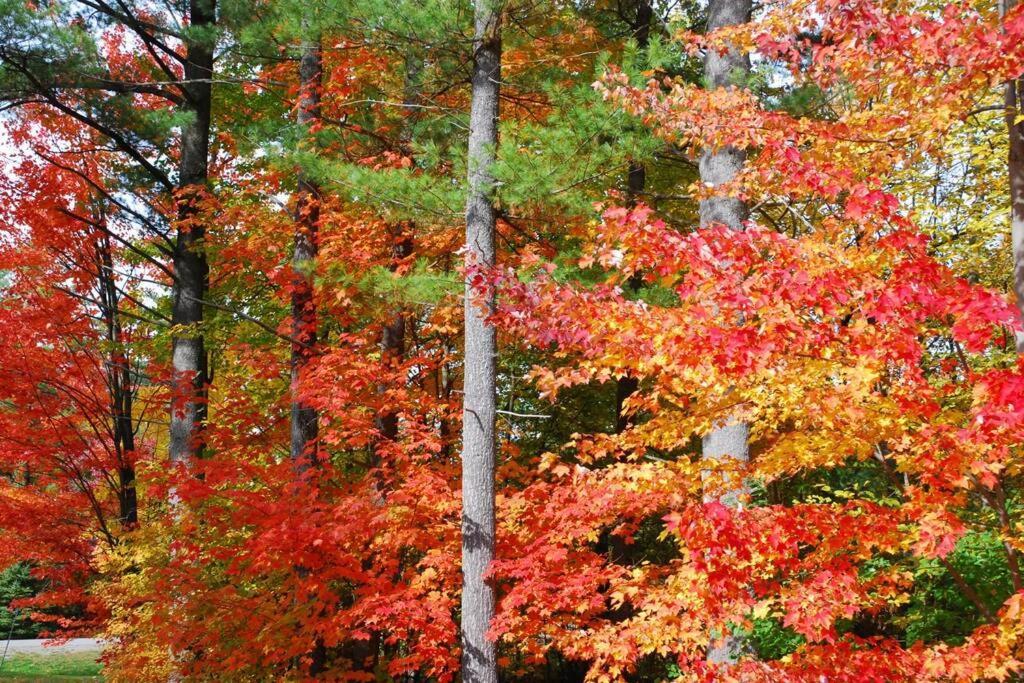 شقة The Mountainside By Escapades Tremblant مونت تريمبلانت المظهر الخارجي الصورة